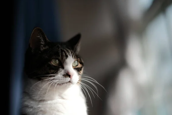 Eine Katze Fenster — Stockfoto