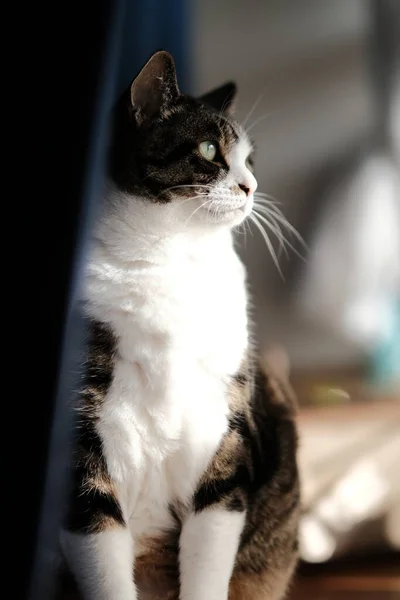 Eine Katze Fenster — Stockfoto