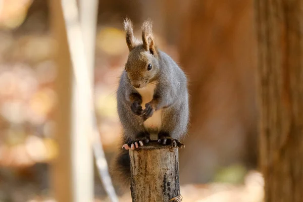 One Squirrel Tree — Stock Photo, Image