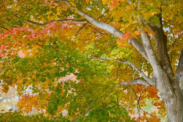 Podzimní Listy Začátku Podzimu — Stock fotografie