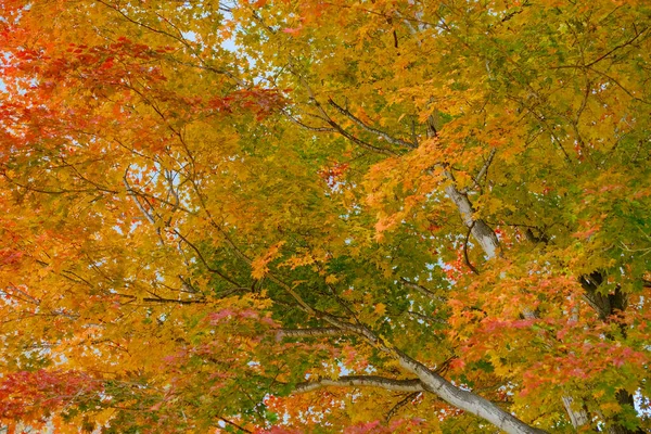 Herbstblätter Frühherbst — Stockfoto