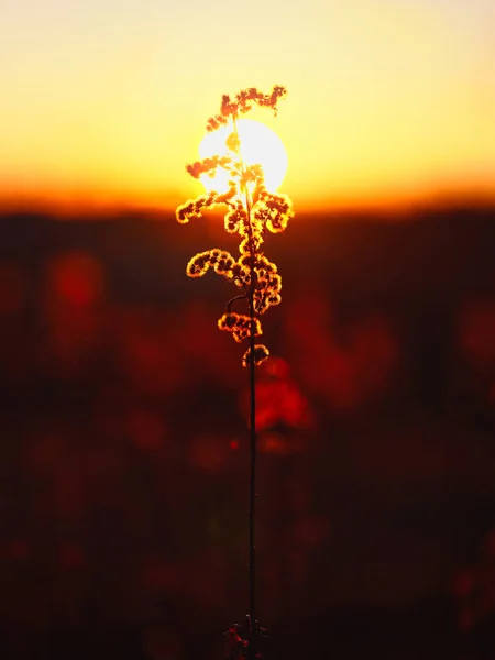 Plante Nad Răsărit Soare Timpul Iernii — Fotografie, imagine de stoc