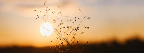 Planta Nad Amanecer Invierno — Foto de Stock