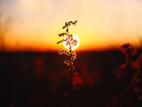 Planta Nad Nascer Sol Inverno — Fotografia de Stock