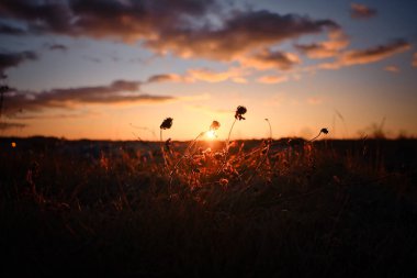 Gündoğumu ve kışın bitki yetiştirme