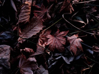 Kışın dökülen yapraklar hokkaido