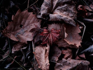 Kışın dökülen yapraklar hokkaido