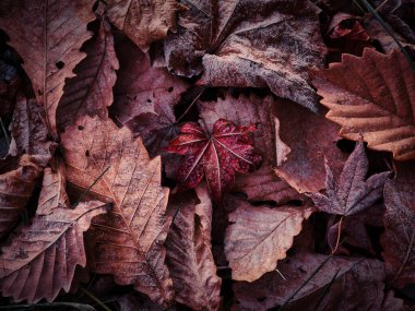 Kışın dökülen yapraklar hokkaido