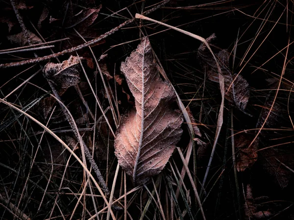 Feuilles Tombées Hiver Hokkaido — Photo