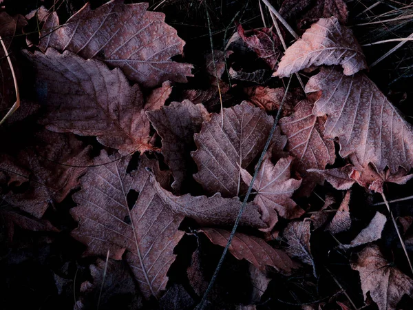 Feuilles Tombées Hiver Hokkaido — Photo