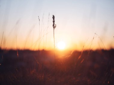 Kış sabahı ölü çimenler