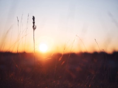 Kış sabahı ölü çimenler