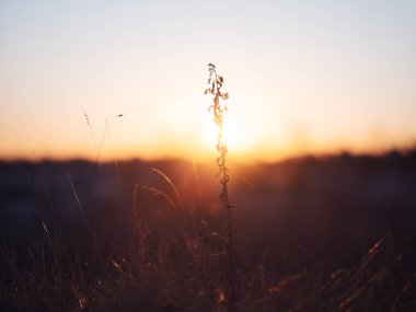 Kış sabahı ölü çimenler