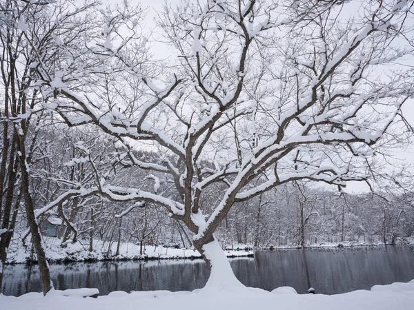 Torinuma Park Winter Hokkaido — Stockfoto