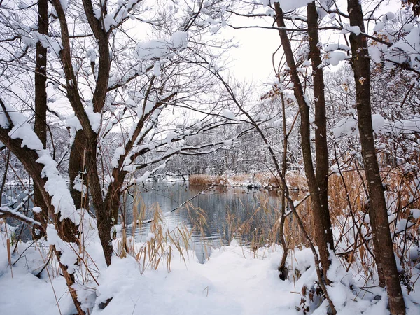 Torinuma Park Winter Hokkaido — Stockfoto