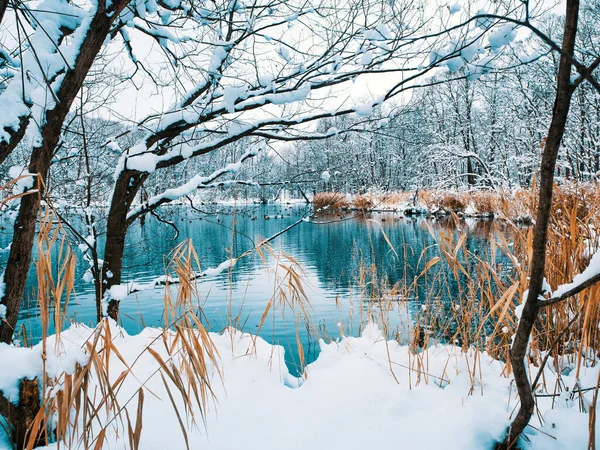 Parco Torinuma Inverno Hokkaido — Foto Stock