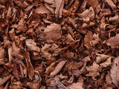 Sonbaharda düşen yapraklar hokkaido