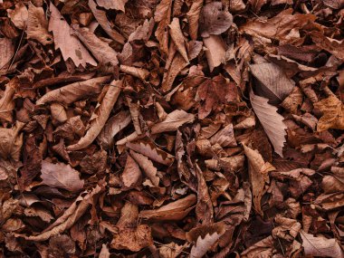 Sonbaharda düşen yapraklar hokkaido