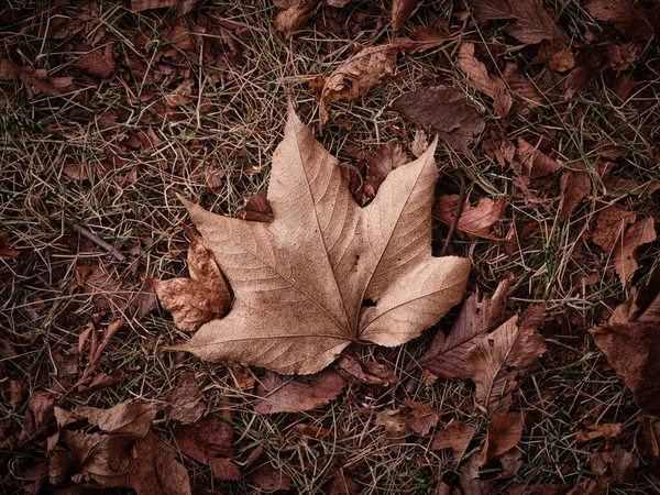 Gevallen Bladeren Herfst Hokkaido — Stockfoto