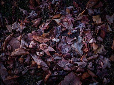 Kışın dökülen yapraklar hokkaido