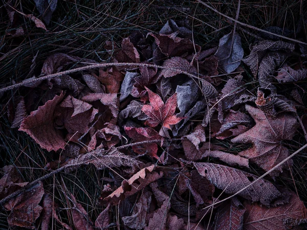 Опавшие Листья Зимой Хоккайдо — стоковое фото