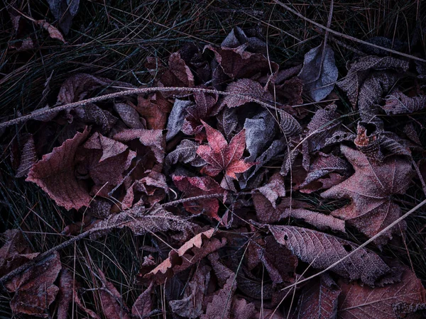 Feuilles Tombées Hiver Hokkaido — Photo