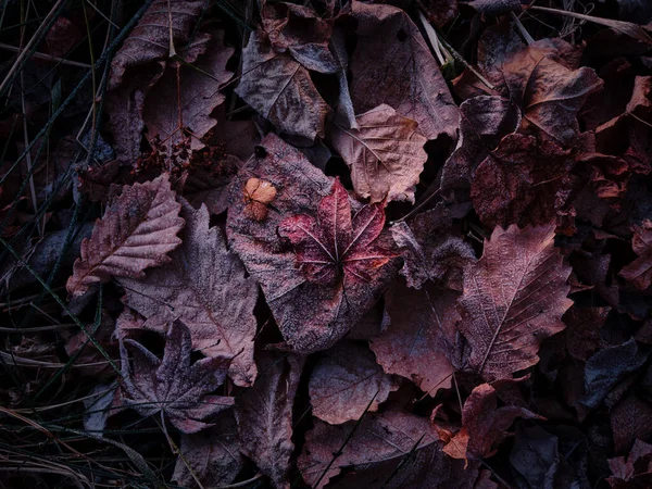 Feuilles Tombées Hiver Hokkaido — Photo