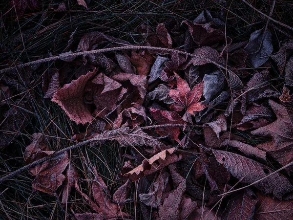 Folhas Caídas Inverno Hokkaido — Fotografia de Stock