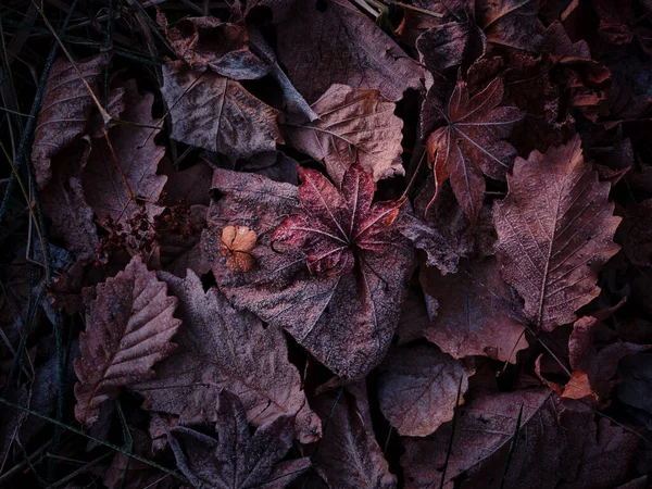Folhas Caídas Inverno Hokkaido — Fotografia de Stock