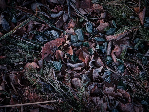 Fallen Leaves Winter Hokkaido — Stock Photo, Image