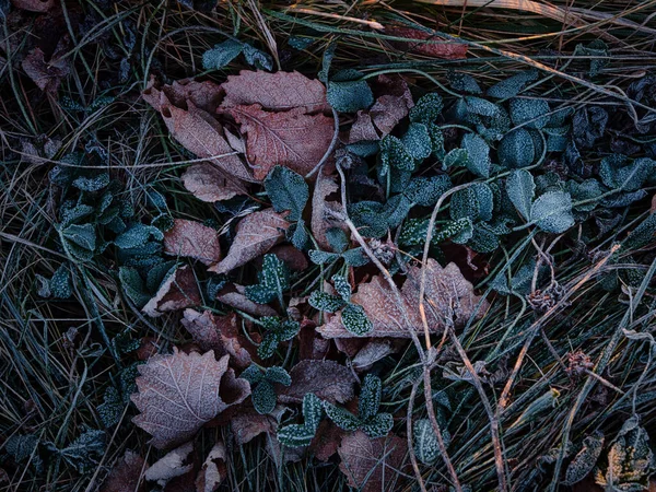 Fallen Leaves Winter Hokkaido — Stock Photo, Image