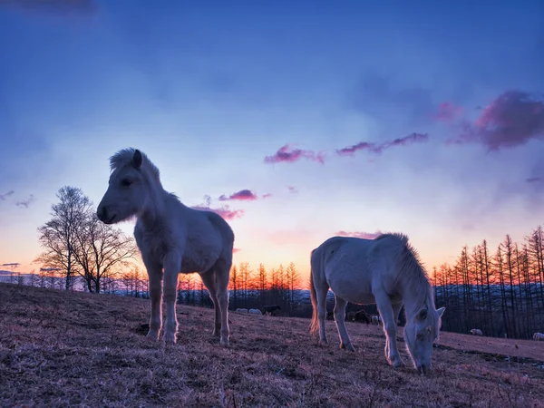 Zwei Pferde Und Sonnenaufgang Winter — Stockfoto