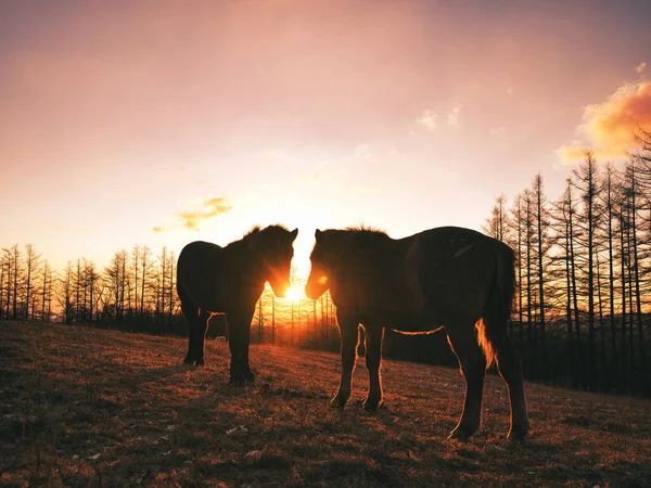 Zwei Pferde Und Sonnenaufgang Winter — Stockfoto