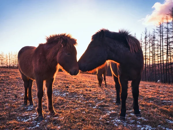 Zwei Pferde Und Sonnenaufgang Winter — Stockfoto