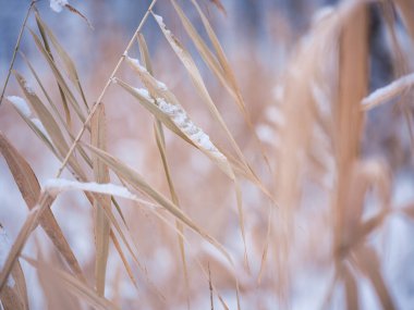 Kışın kar ve bitki