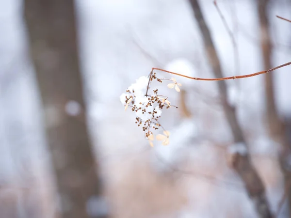 Снег Растения Зимой — стоковое фото