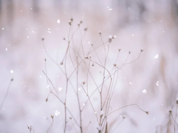 Χιόνι Και Φυτά Χειμώνα — Φωτογραφία Αρχείου