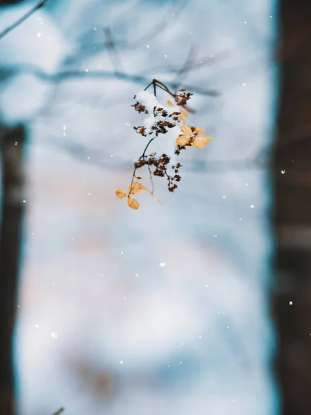 Śnieg Rośliny Zimie — Zdjęcie stockowe