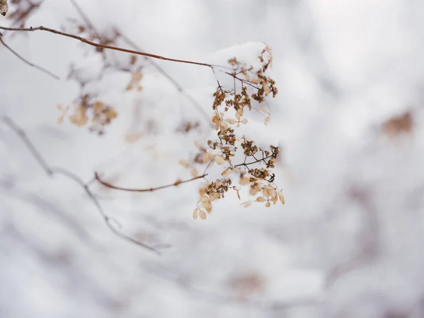 Сніг Рослина Взимку — стокове фото