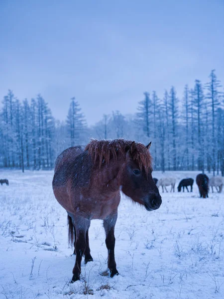 Häst Vintern Hokkaido — Stockfoto