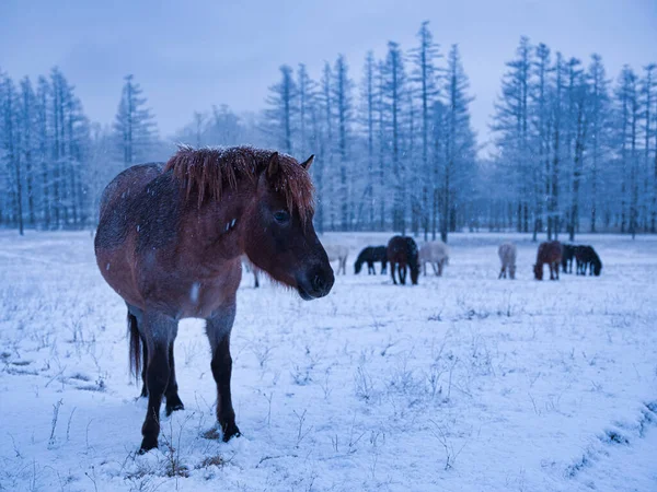 Koń Zimie Hokkaido — Zdjęcie stockowe
