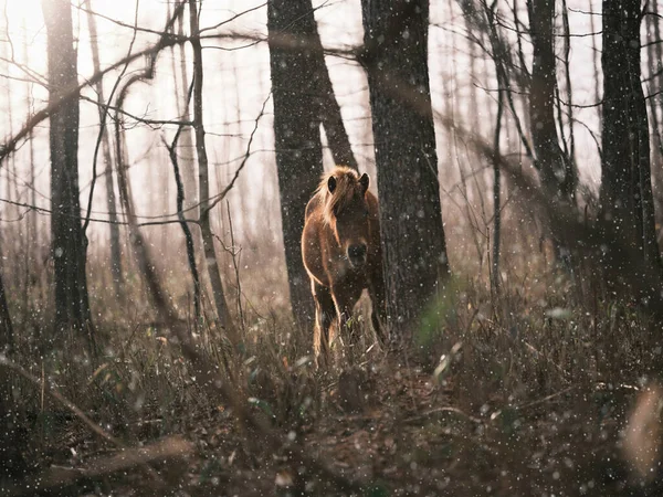 Caballo Invierno Bosque Japón — Foto de Stock