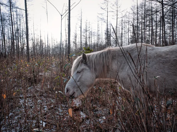 日本冬季森林里的马 — 图库照片