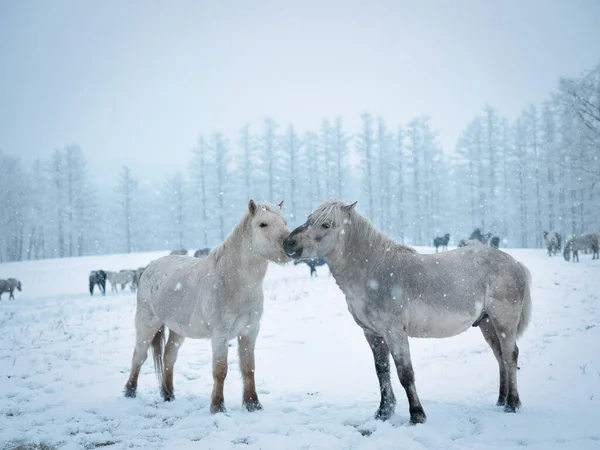 Pferd Winter Hokkaido — Stockfoto