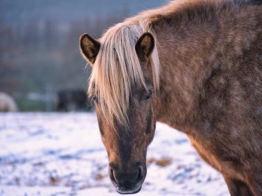 Hokkaido 'da at ve gün doğumu