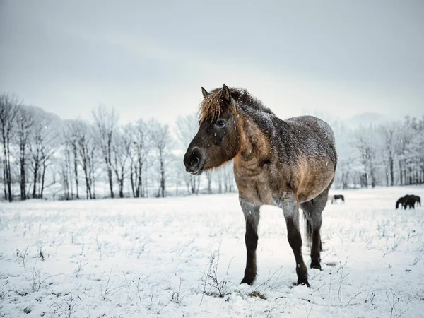 Häst Vintern Hokkaido Japan — Stockfoto