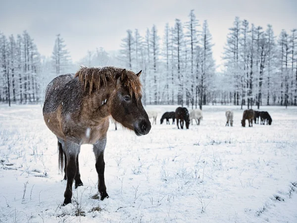 Koń Zimie Hokkaido Japan — Zdjęcie stockowe