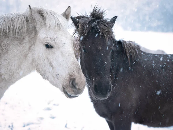 Cheval Hiver Hokkaido Japon — Photo