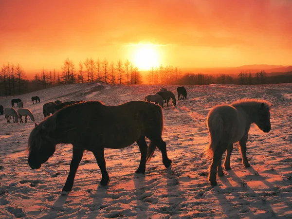 Pferd Und Sonnenaufgang Hokkaido — Stockfoto