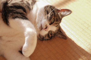 Pencerenin yanında bir kedi